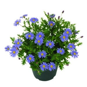 Brachyscome - Brasco Violet