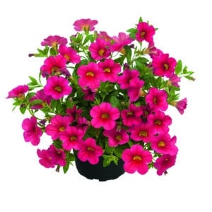 Calibrachoa - Pocket - Light Red