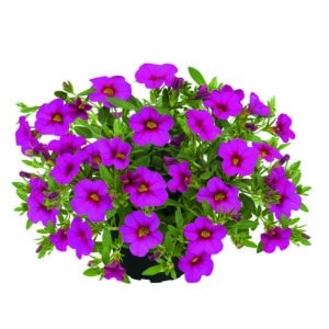 Calibrachoa - Pocket - Dark Pink