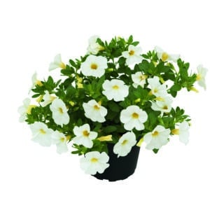 Calibrachoa - Pocket - White