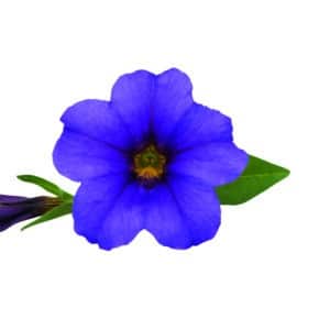 Calibrachoa - Pocket - Lilac