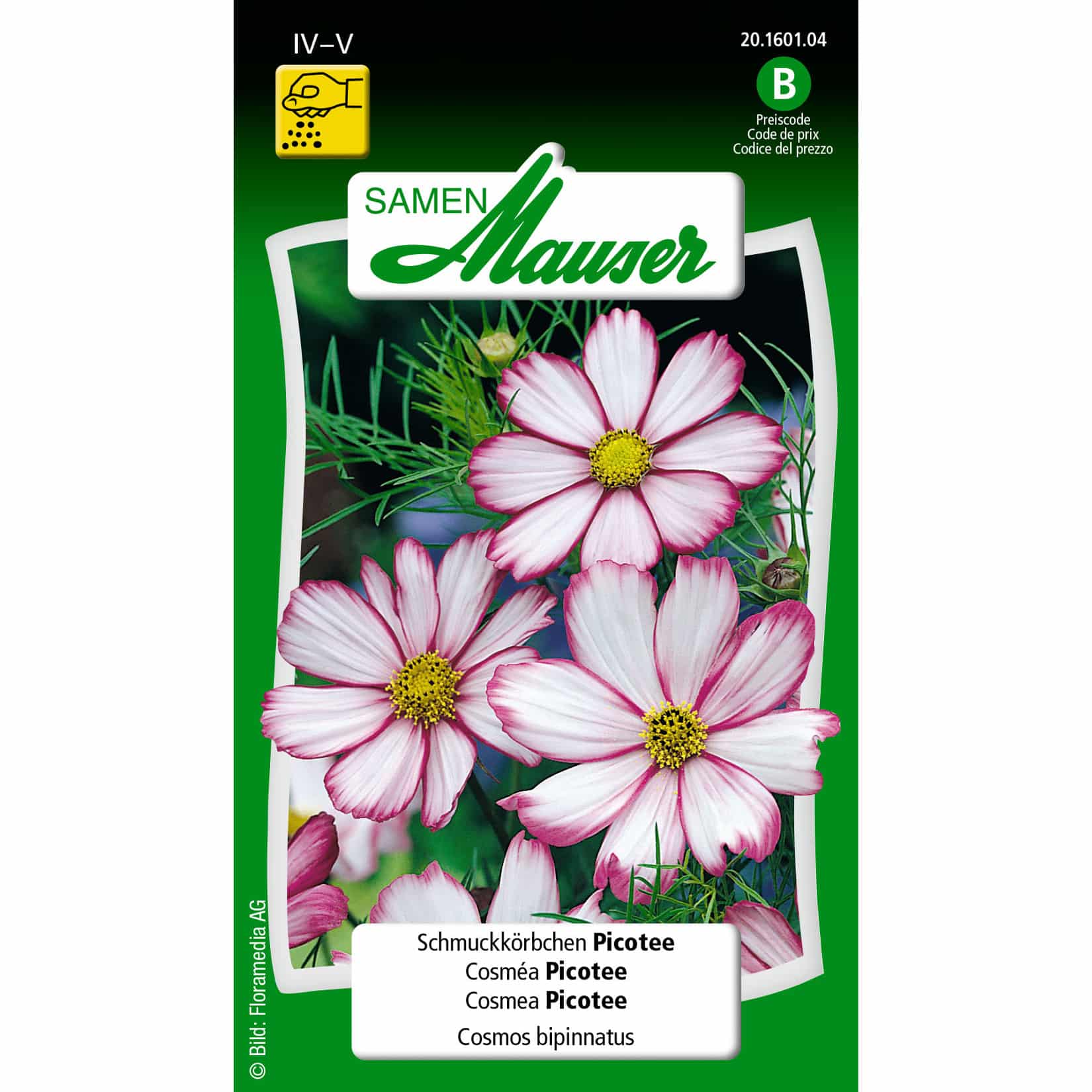 Cosmos bipinnatus Picotée