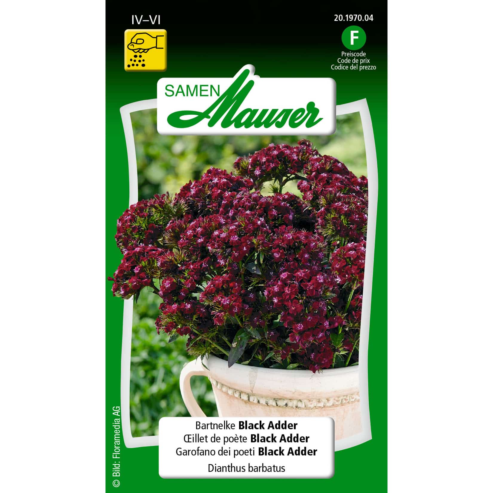 Dianthus barbatus Black Adder