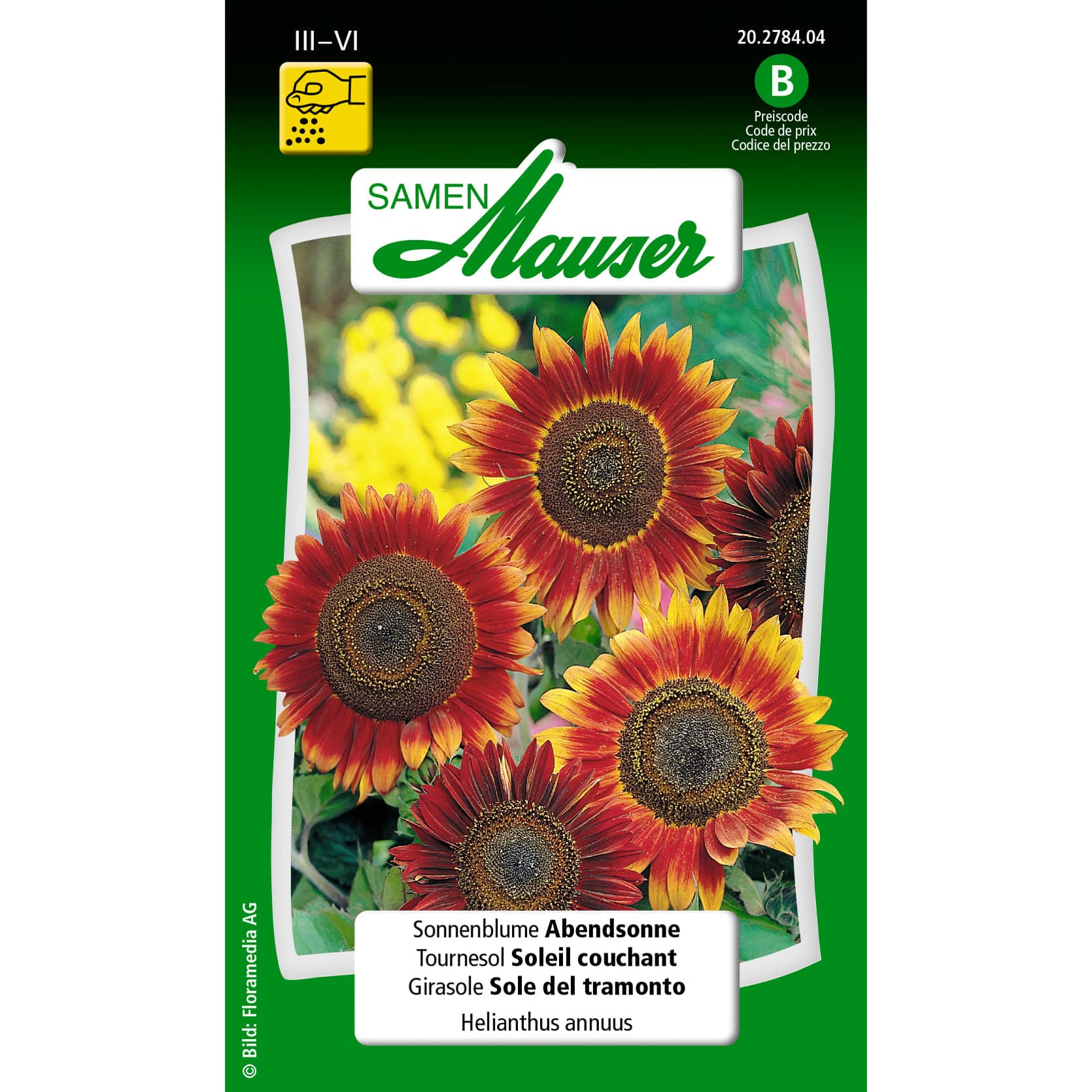 Helianthus annuus Abendsonne