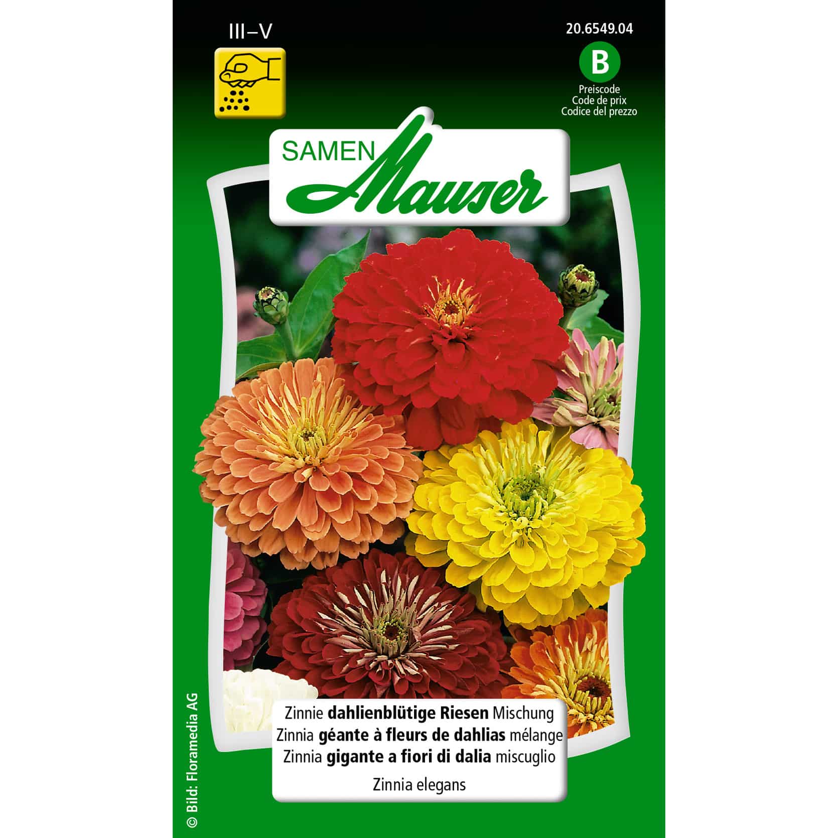 Zinnia eleg.dahlienblütige Mg.