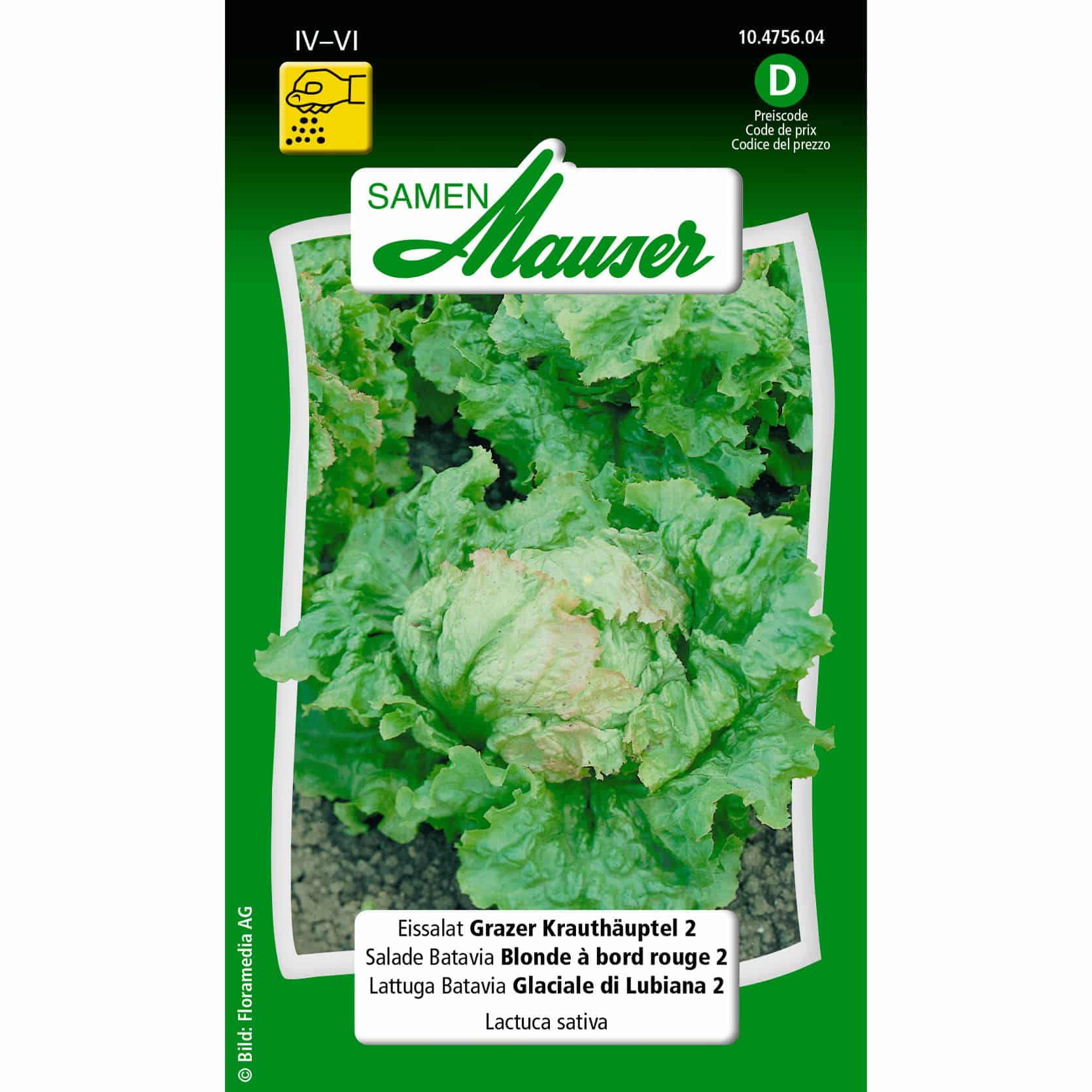 Eissalat Grazer Krauthäuptel