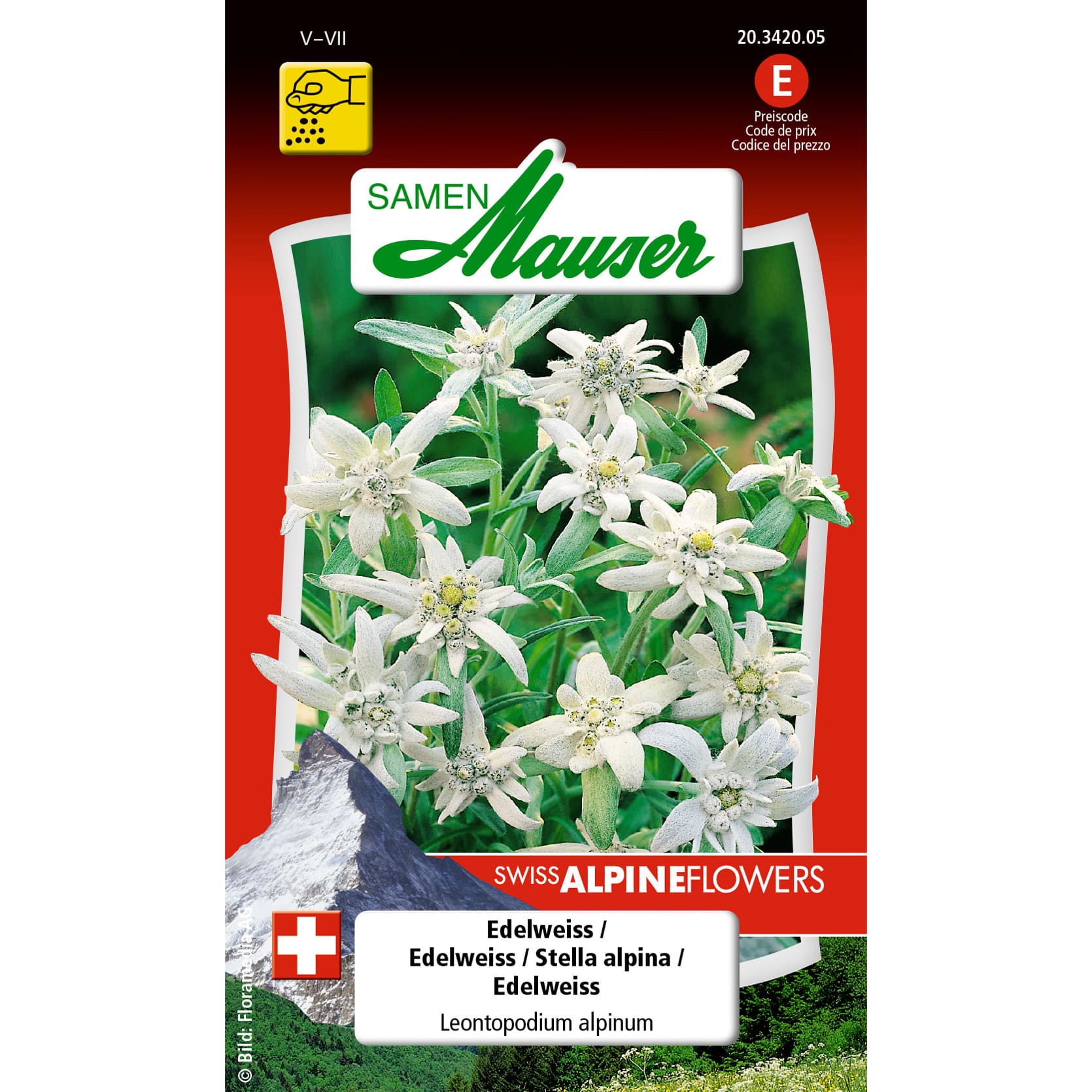 Leontopodium alpinum