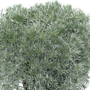 Gletscherraute – Artemisia glacialis