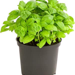Basilikum stecklingsvermehrt grün