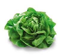 Kopfsalat Rot Setzling