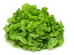 Eichblattsalat Rot Setzling