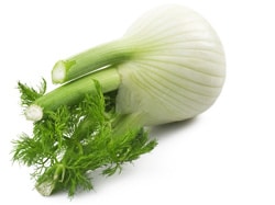 Fenchel Setzling