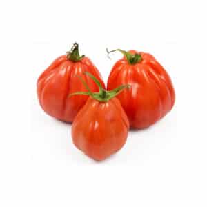 Tomate Ochsenherz