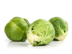 Rosenkohl Setzling