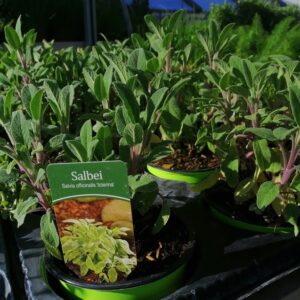 Salbei