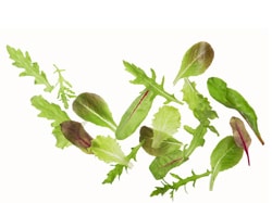 Schnittsalat Setzlinge
