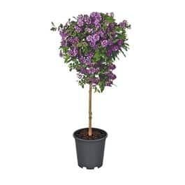 Solanum klein blau