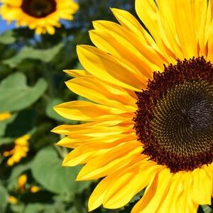 Sonnenblumen - setzlinge