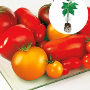Veredeltes Gemüse und Tomaten
