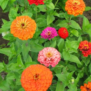 Zinnia - setzlinge